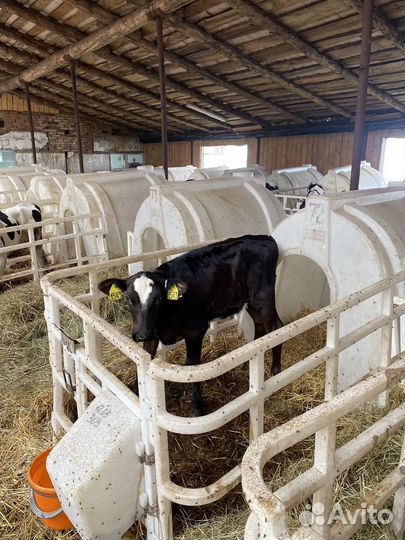 Бычки и телята