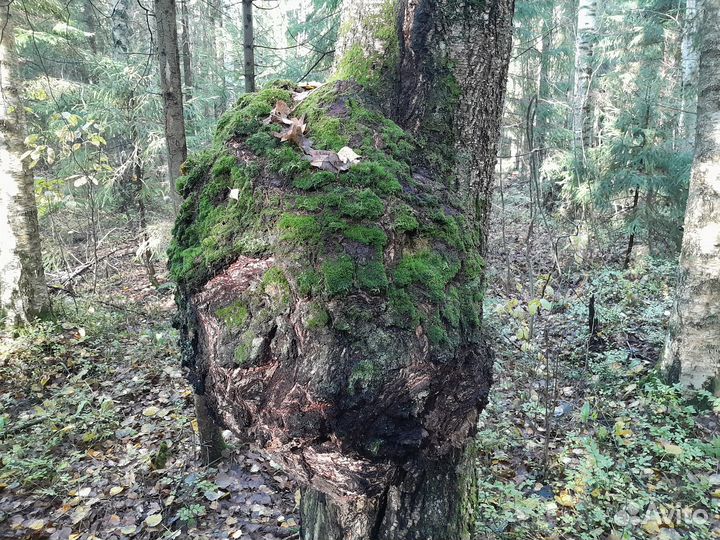 Кап берёзовый сувель