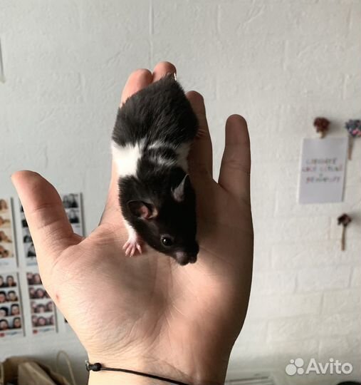 Сирийские хомячки