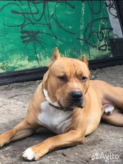 Мальчишки стаффорды