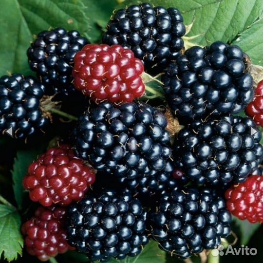 Саженцы ежевики Торнфри и др