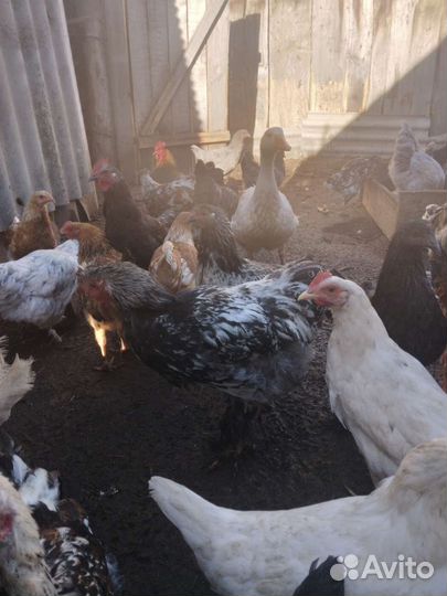 Петух Брама