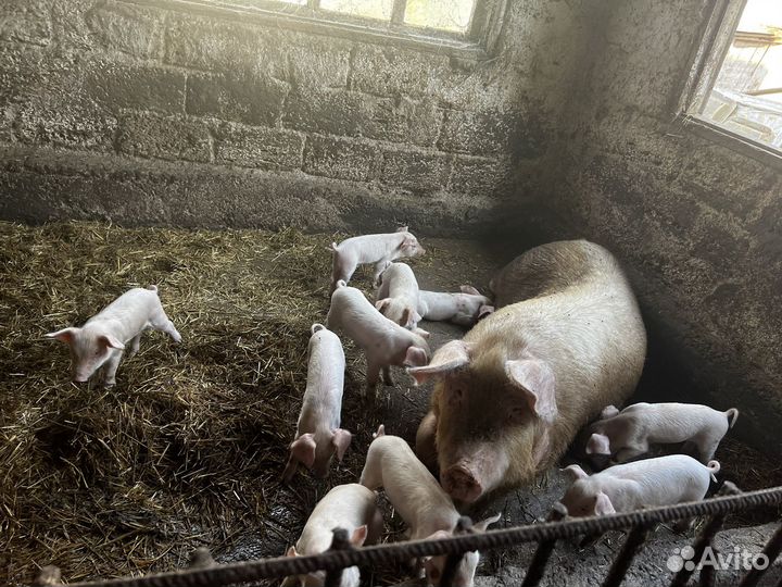 Поросенок ландрас