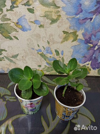 Каланхоэ цветущий