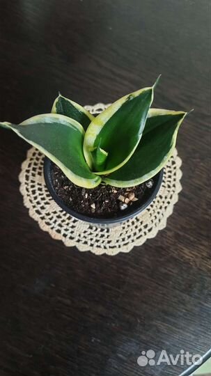 Сансевиерия Голден Ханни, Ханни Крео, Лауренти