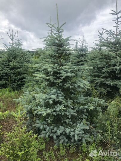 Ель голубая 1-1,2 м