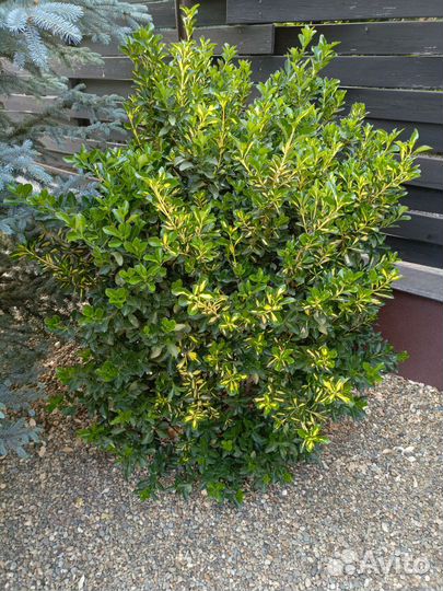 Бересклет японский