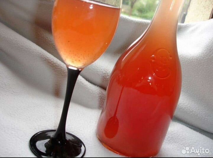 Винный гриб