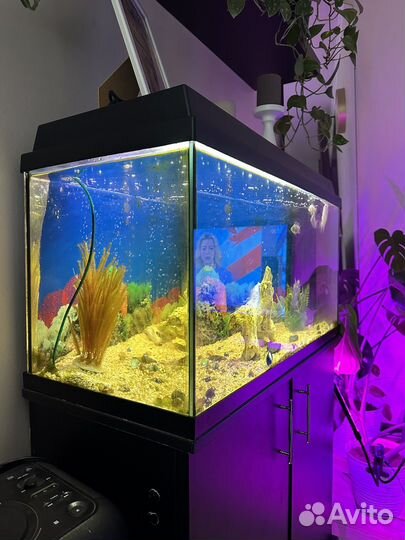 Аквариум с тумбой juwel 110 л