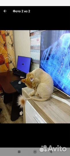 Стрижка кошек,котов всех пород