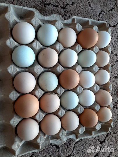 Подрощенные цыплята