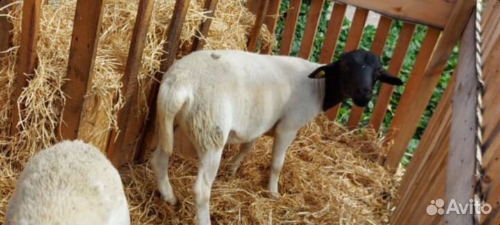 Овцы породы дорпер черноголовые и белоголовые
