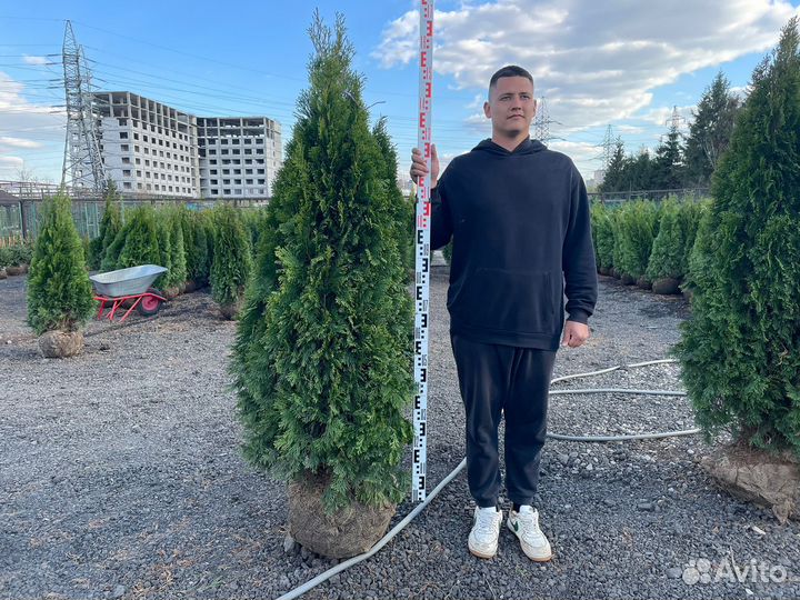 Туя смарагд из питомника100-120см