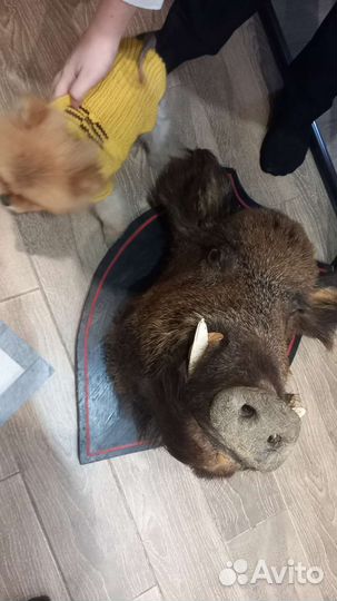 Чучело животных