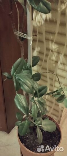 Фикусовое дерево