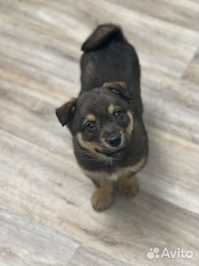 Щенки в добрые руки