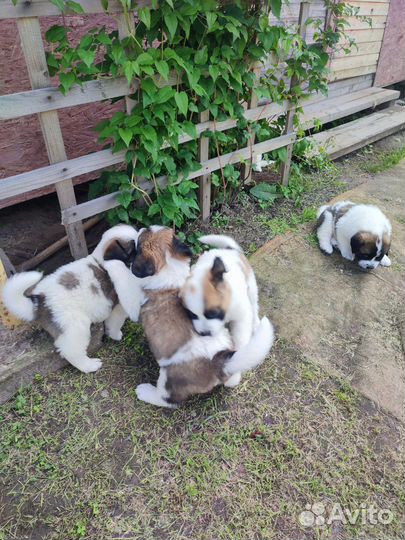 Щенки Московской сторожевой