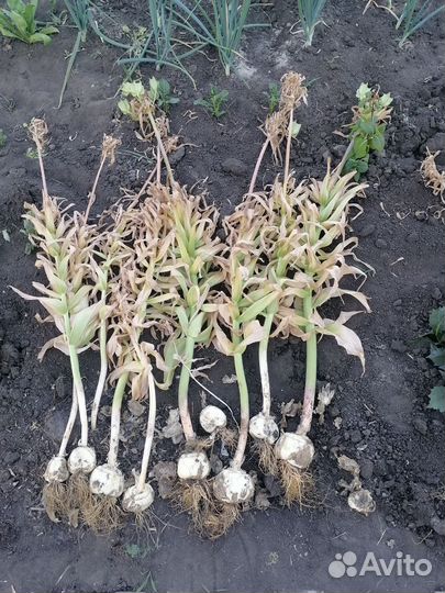 Рябчик императорский