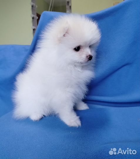 Померанский шпиц девочки