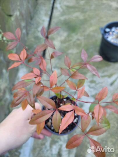 Комнатный бамбук