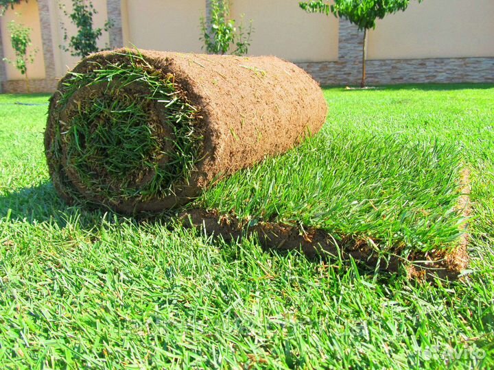 Рулонный газон от производителя