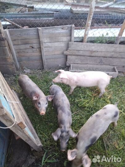 Продаются поросята породы пьетрен