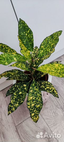 Цветы разные