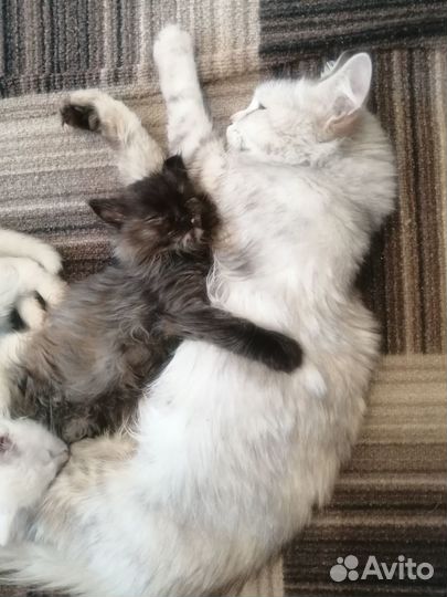 Отдам котенка в добрые руки