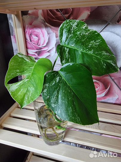 Монстера вариегатная альба, листы и макушка