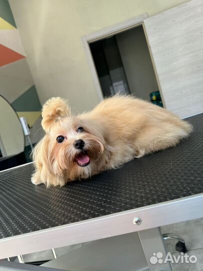 Красотка мини Мальтипу F1