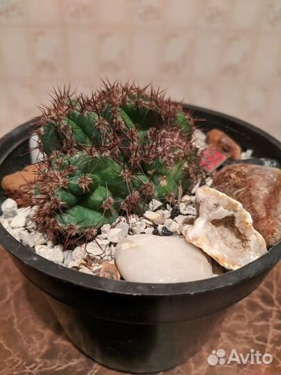 Кактус Цереус кристатная форма