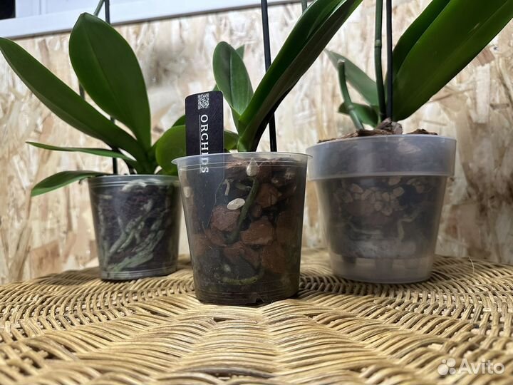 Орхидея фаленопсис