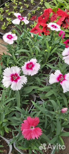 Петуния, рассада однолетников