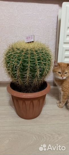 Большой кактус