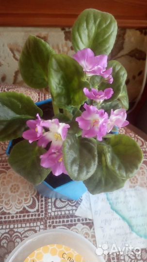 Фиалка, декабрист -мини