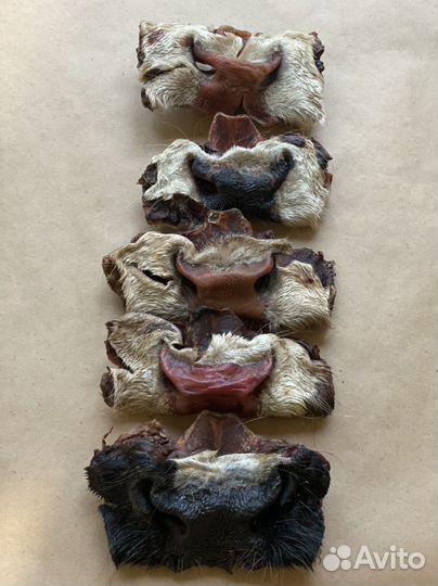 Носики говяжьи. Лакомство для любимых потомцев