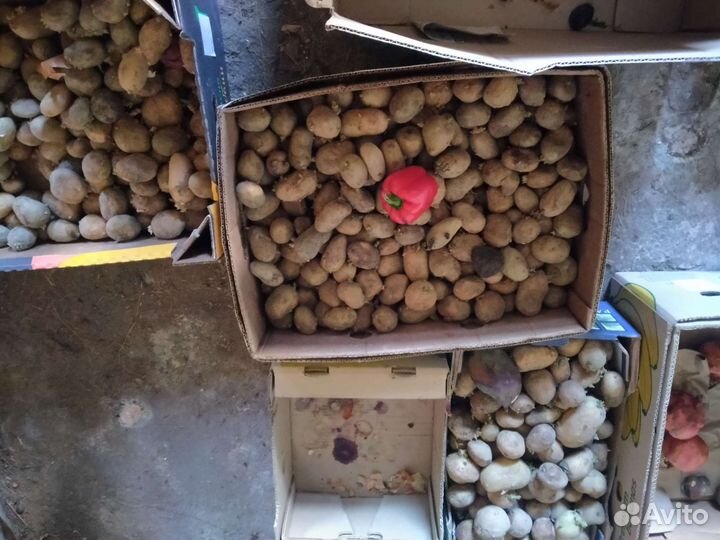 Корм для животных