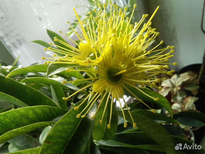 Питтоспорум вариегатный