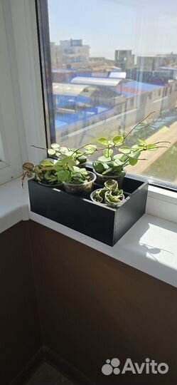 Хойя матильда