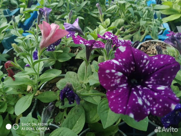 Петуния ампельная