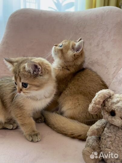 Британские котята