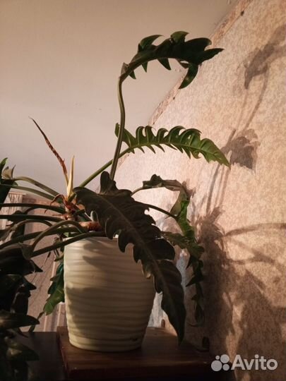 Филодендрон