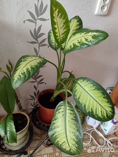 Диффенбахия