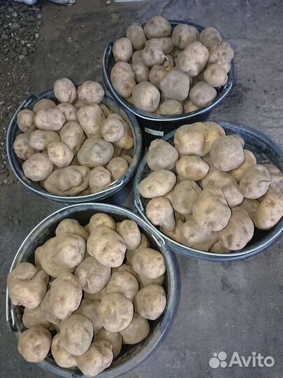 Картофель