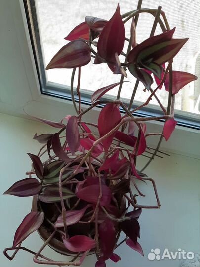 Традесканция перпл фиолетовая