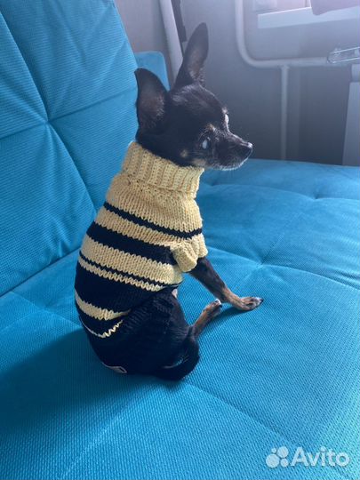 Свитер для собаки