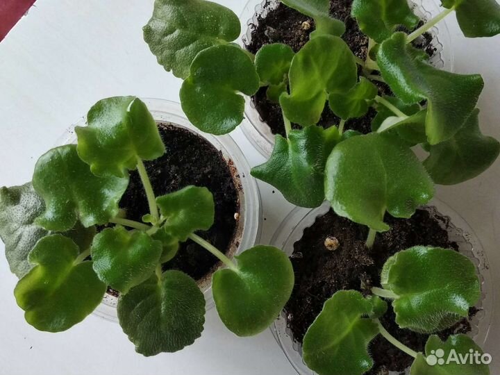 Фиалки детки