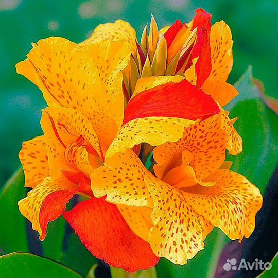 Канна Клеопатра