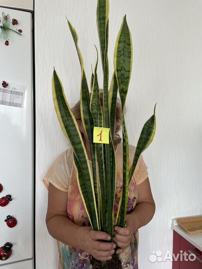 Сансевьерия лауренти детки