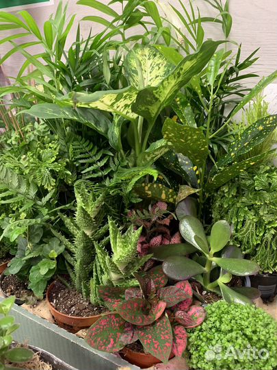 Комнатные растения, суккуленты